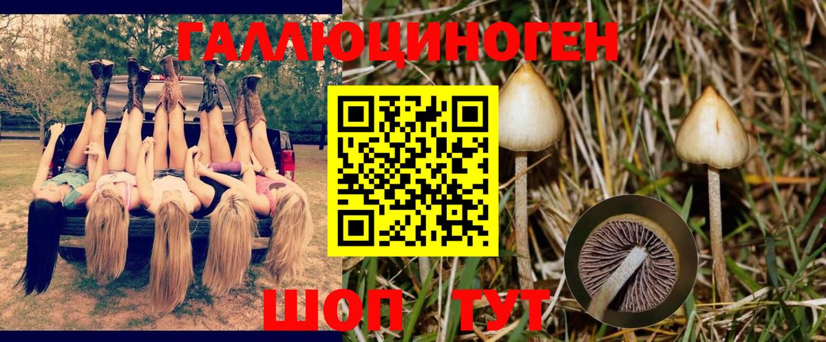 Псилоцибиновые грибы прущие грибы  Екатеринбург  Галлюциногенные грибы Psilocybe 